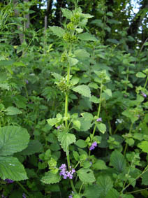 Blackstonia perfoliata